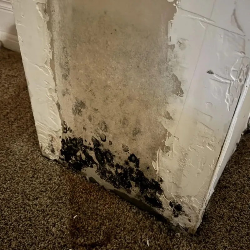 Professional Mold Removal in Wrightsville, AR